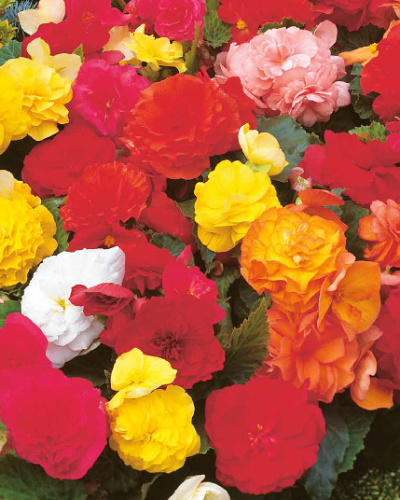 BEGONIA NON STOP MIX 25 kusov